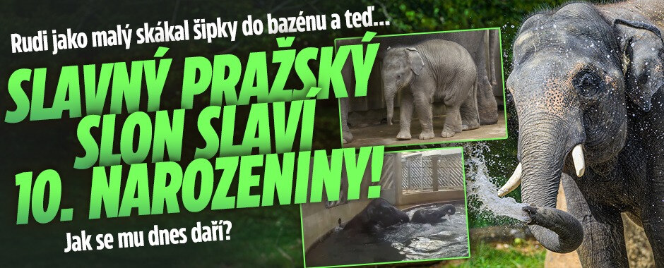 Pražský slon Rudi slaví deset let: Skákal šipky do bazénu, jak se mu dnes daří?