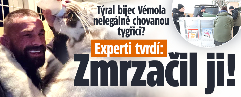 Týral bijec Vémola nelegálně chovanou tygřici? Zmrzačil ji!