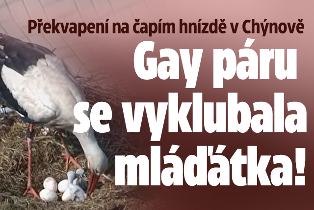 Stejnopohlavnímu čapímu páru se vyklubala první mláďátka!